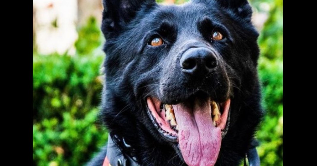 A murit câinele-polițist Șuier. Primul lup cehoslovac din România era folosit la festivaluri pentru identificarea substanțelor interzise.