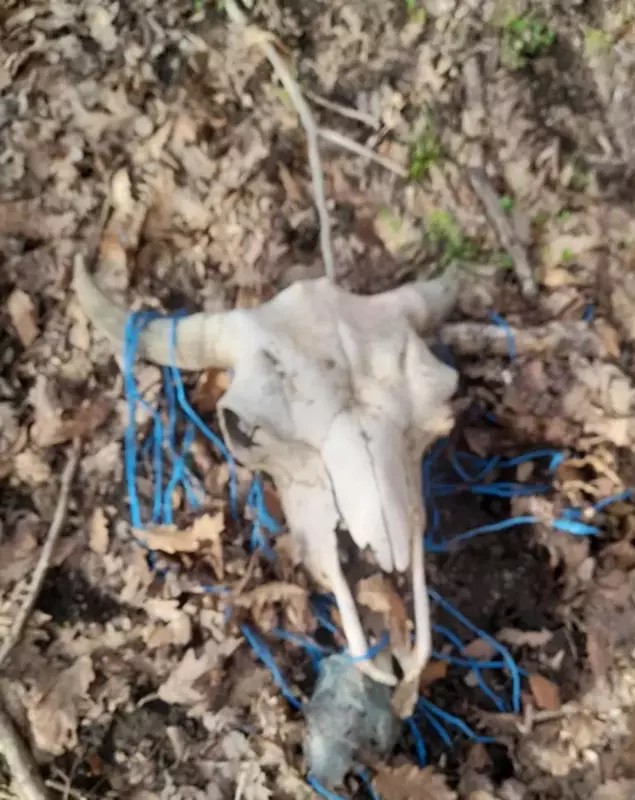 Masacru la ferma de bizoni din Cluj, declanșat de un fost chestor de poliție Masacru la ferma de bizoni din Cluj, declanșat de un fost chestor de poliție